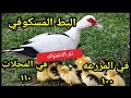 اسعار الفراخ البيضاء سعر الفراخ البيضاء اليوم الخميس ١٦ ١ ٢٠٢٦ جملة وقطاعي في المحلات في مصر