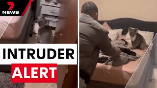 Adelaide couple finds curious koala in bedroom | 7NEWS