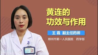 黄连的功效与作用 有来医生