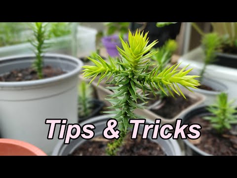 How do you propagate Monkey Puzzle trees?