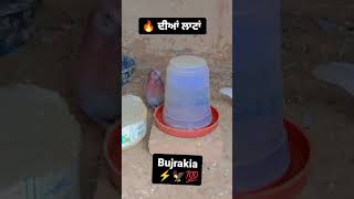 ਅੱਗ🔥 ਦੀਆਂ ਲਾਟਾਂ #viral #shortvideo #shorts #jassi bujrakia #lal chine Kabootar #kabootar#ਕਬੂਤਰ #2023