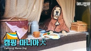 힐링은 내가할개 텐트는 누가칠래? ㅣ Hi I'm Camping Mania Dog