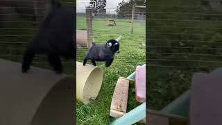 Hilarious GOAT Compilation | Happy TV | BVIRAL