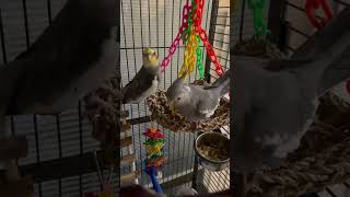 Willie and Romeo just waking up. #cockatiel #talkingbird #parrot