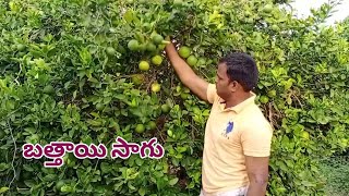 ఆదర్శ బత్తాయి సాగు| Success Story Of Mosambi Farmer In Natural Farming Method #bathai #cheeni-chrtlu