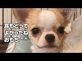 耳がひっくり返っててもまったく気にしない子犬 ◎チワワのおもち◎