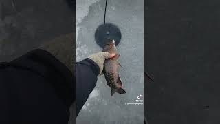 Brook Trout  Release January 1, 2024