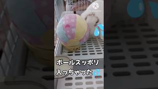 ボールすっぽり入っちゃった💦 #うさぎ #うさぎのいる暮らし #うさちゃんチャンネル