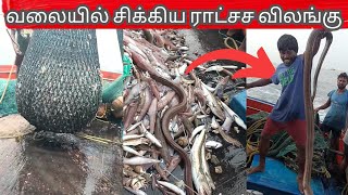 மீனவர்களே பயப்படும் கடல் விலங்கு | Sea Monster | Fishing | Tamil Fisherman