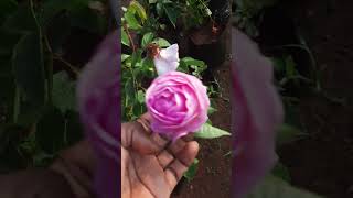 paneer rose plant #shorts #youtube shorts