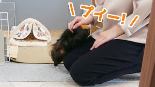 【鳴き声】ごはんが無くて大騒ぎになるモル氏　The guinea pig is looking for vegetables.