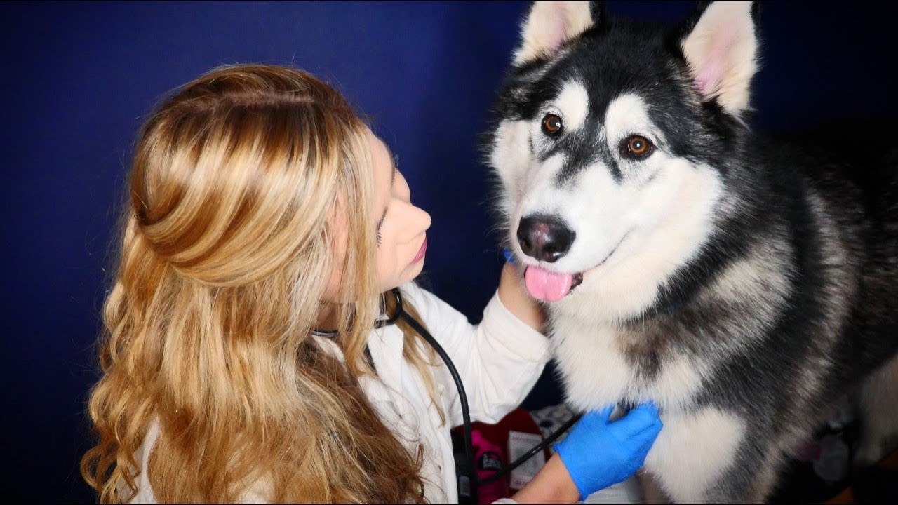 Asmr Vet Physical Examination Youtube