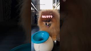 突然ボールが消えた…？😂｜PECO  #ポメラニアン #犬 #愛犬家  #pomeranian #dog #pomeranianlover