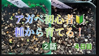 【多肉植物】アガベ初心者🔰が種から育てる！②話　４日目です