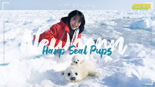 [Les Îles-de-la-Madeleine] Precious moment of Harp seal pups 하프물범을 보러 가다🦭❄ (+flight cancellation)