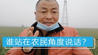 小麦做青储饲料和占用土地建房，哪个更影响粮食安全？听老农说说