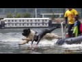 whizz the water rescue dog in action in canary wharf