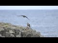 ♪鳥くん野鳥動画（石川県輪島市舳倉島 キジバト食べる亜種シベリアハヤブサ hegura island japan）peregrine falcon harterti 101a9036