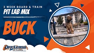 Pit Lab Mix, Buck | Best Dog Trainers Northern VA | Off Leash K9