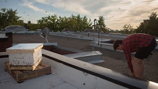 Montreal's rooftop beehives