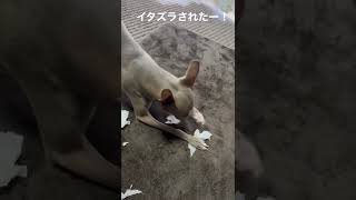 イタズラ犬出現！！#いたずら #いぬのいる生活