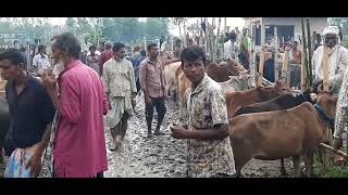 nabiganj cow market part 2 নবীগঞ্জ বিশাল ঈদের  গরুর হাট সালামতপুর পৌরসভা