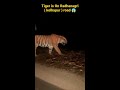 असा वाघ तुम्ही कधी पाहिला आहे का 😲😱 tiger on the road viral कोल्हापूर shorts