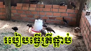 របៀបធ្វេីត្រីផ្អាប់ទុកឱ្យមាន់សុី