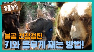 불곰의 키와 몸무게를 재는 방법 공개! (ft. 불곰의 체력 관리) I TV동물농장 (Animal Farm) | SBS Story