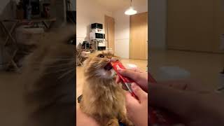 ちゅーる食べる時はガチなやつ #catlover #cat #catvideos #ねこのいる暮らし #ねこのいる生活