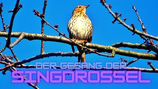 Der majestätische Gesang der Singdrossel: Ein magischer Moment!