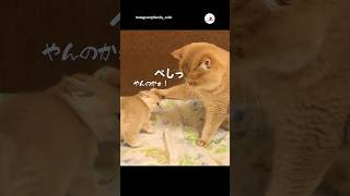 勝利を確信した子猫さん｜PECO #子猫 #ブリティッシュチンチラゴールデン #子猫のいる生活 #kitten #britishgoldchinchilla #kittenlife