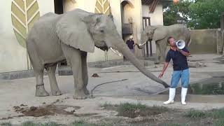 熊本市動植物園の夜間開園　運動場でのアフリカゾウのガイド