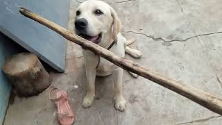 தடியை கடிச்சிகிட்டு என்னமா அலப்பறை பண்றான்#nhthamizha #dog