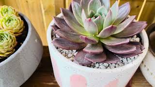 Tưới Phân Cho Sen Aeonium và Crested #thuleusfamily#succulentlove#cactusplant#