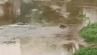 新加坡野生水獭 City In Nature _ Watch The 2A1J6pups Smooth-coated Otters _ 02 Dec 2024 _  Singapore 5.44pm