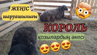 Сақмандағы қозылардың әкесі - КОРОЛЬ...