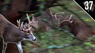 CRAZY BIG BUCK FIGHT! - Realistic Deer Calling | Bowhunting Iowa Bucks!