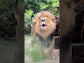 An Amazing Lion's Roar