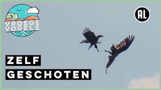 Baltsende zeearenden | Zelf Geschoten | Vroege Vogels