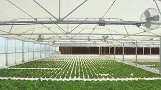 Georgetown lettuce grower uses hydroponics to beat the heat | FOX 7 Austin