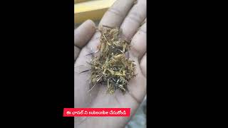 బంతి మొక్కలు Marigold seeds  #హోమ్ Garden # natural garden