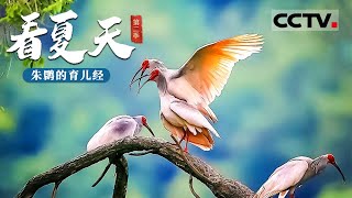 《看夏天》第二季 从7只到7000只 看“东方宝石”朱鹮的繁育奇迹！【CCTV纪录】