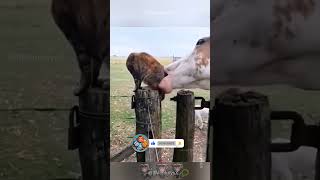 Funniest Dogs 🐕 🤣 and Cats 🐈 Funny Animal Videos 2024 #funny #dogs #animal