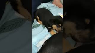 Hungry Puppy is Drinking Milk From Dog Mom #shorts