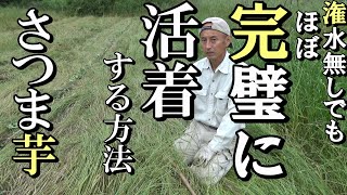 【自然農】究極の草マルチ利用　潅水なしでも　さつま芋がほぼ完璧に活着する方法2021年5月30日【natural farming】