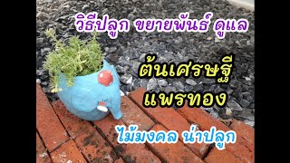 วิธีปลูก ขยายพันธ์ และดูแลต้นเศรษฐีแพรทอง|ไม้มงคล น่าปลูก|Mom1010_garden