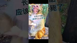 动物搞笑配音（方言版1） #funny #pets #chinese #animals #monkey