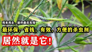 The most convenient and effective insecticide / 用来用去，原来它才是家庭种植中最简单，最便宜，最环保，最有效的杀虫剂 【种菜养花 - 杀虫剂】