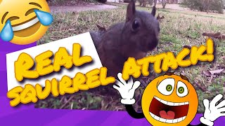 A Real Squirrel Attacks!